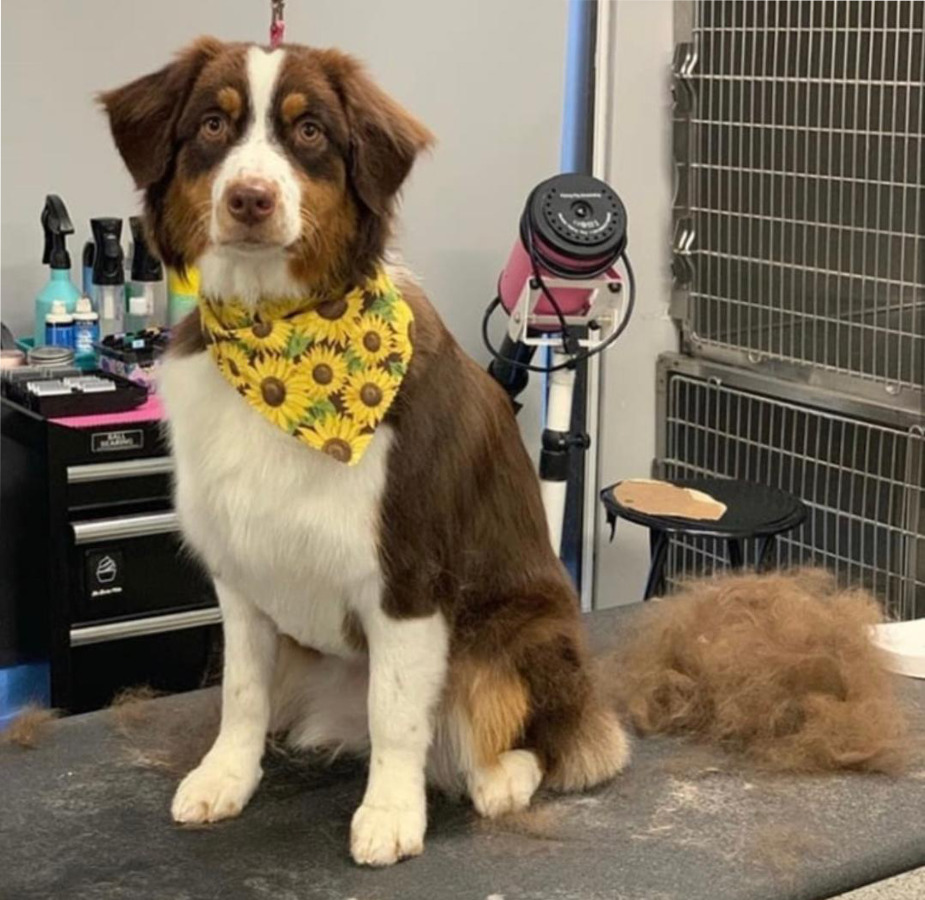 Dog with sunflower bandana sitting on grooming table after being brushed