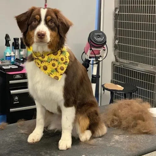 Dog with sunflower bandana sitting on grooming table after being brushed Dog with sunflower bandana sitting on grooming table after being brushed