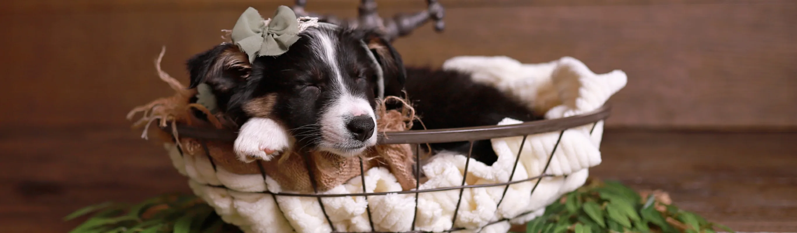 Sleeping Puppy in Basket at Ferry Farm Animal Clinic Sleeping Puppy in Basket at Ferry Farm Animal Clinic