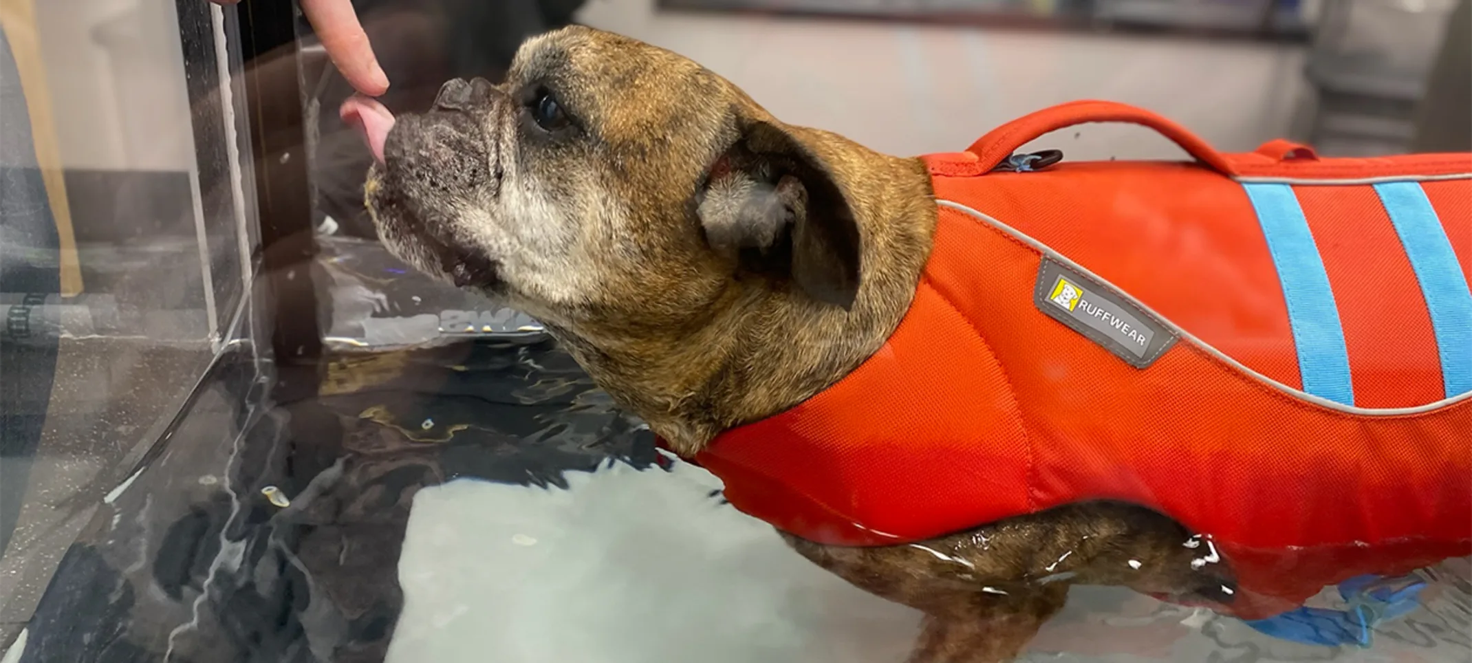 A dog receiving a treat while having water therapy A dog receiving a treat while having water therapy