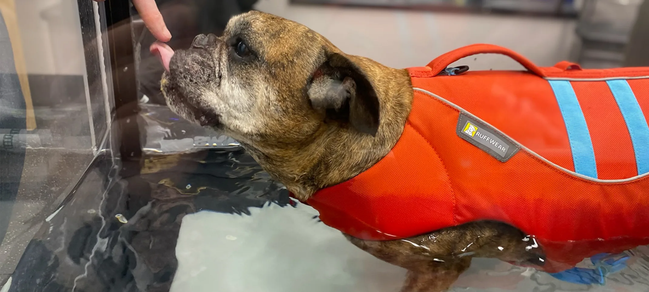 A dog receiving a treat while having water therapy
