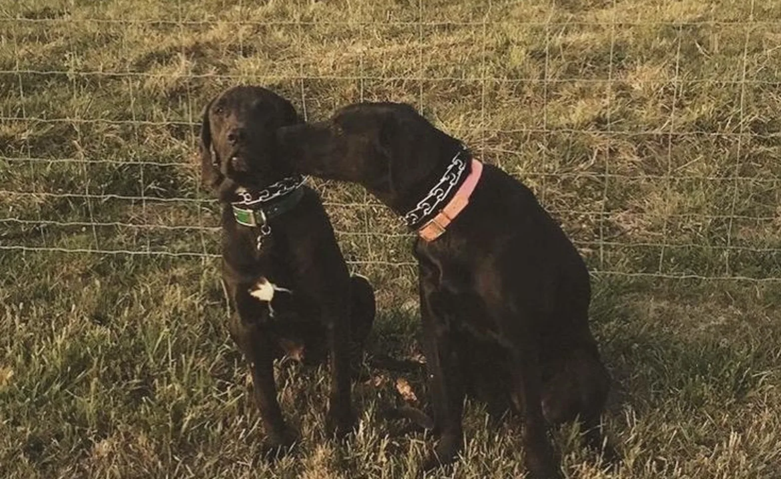 Two labs in the field. Two labs in the field.