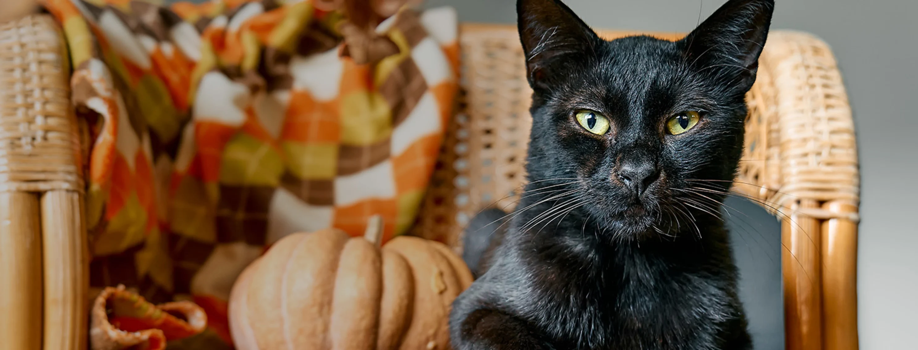 Black cat sitting in a chair next to a pumpkin and a blanket Black cat sitting in a chair next to a pumpkin and a blanket
