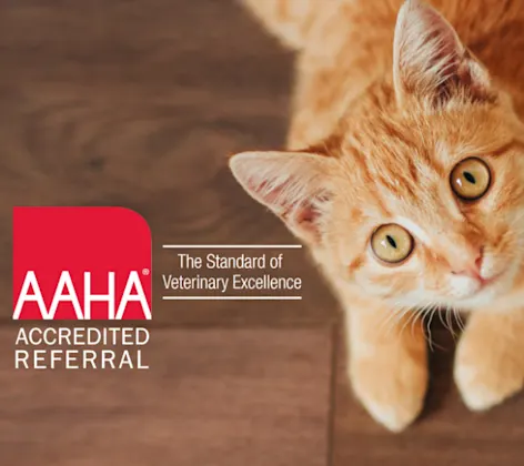 Orange Cat Lying Down Looking Up next to AAHA Accredited Referral Logo Orange Cat Lying Down Looking Up next to AAHA Accredited Referral Logo
