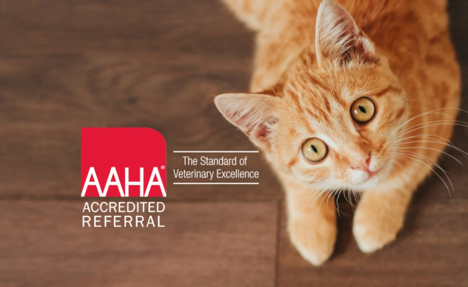 Orange Cat Lying Down Looking Up next to AAHA Accredited Referral Logo Orange Cat Lying Down Looking Up next to AAHA Accredited Referral Logo