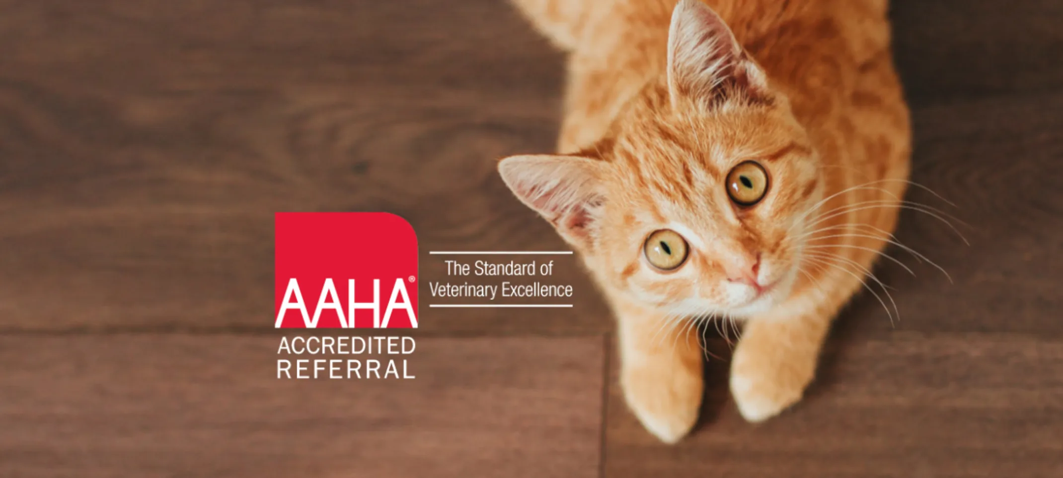 Orange Cat Lying Down Looking Up next to AAHA Accredited Referral Logo