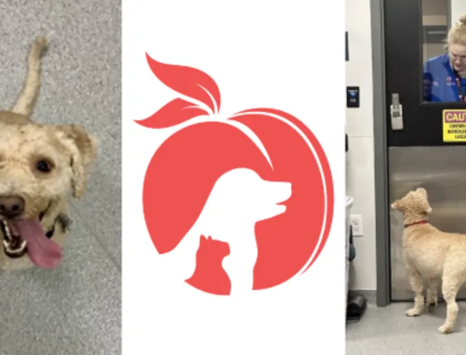 Teddy the dog Teddy the dog