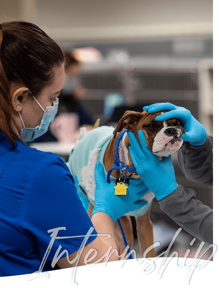 Two veterinary interns checking a dog