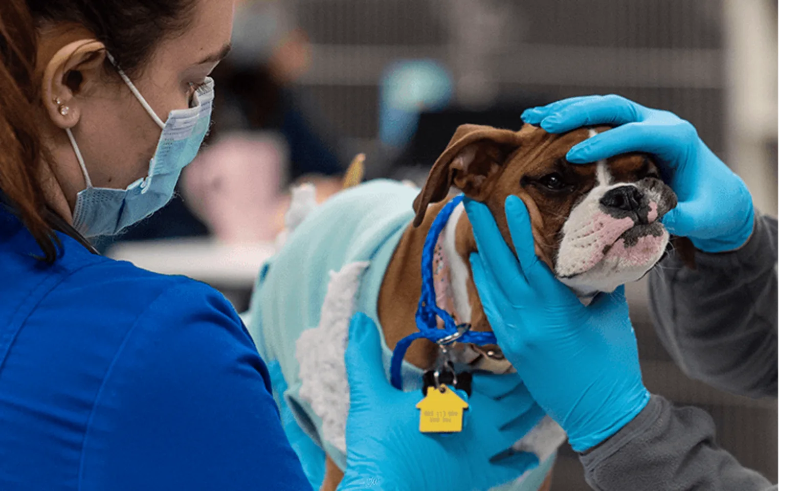 Two veterinary interns checking a dog Two veterinary interns checking a dog