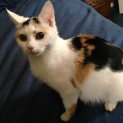 New Baltimore Animal Hospital's had the opportunity to have one of their calico cats', Callie got adopted by the Dooley family.