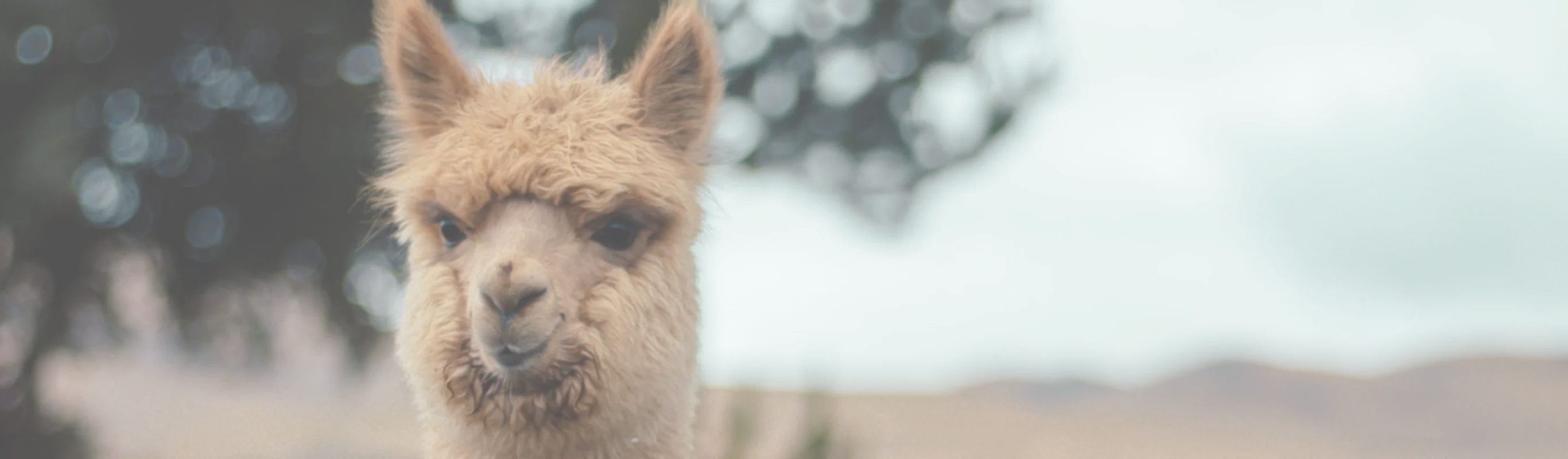 Llama smiling Llama smiling