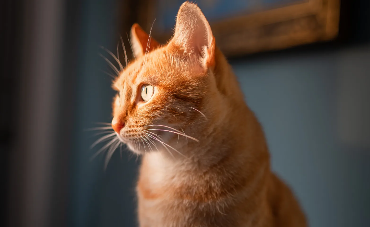 Orange cat with light shining on its face