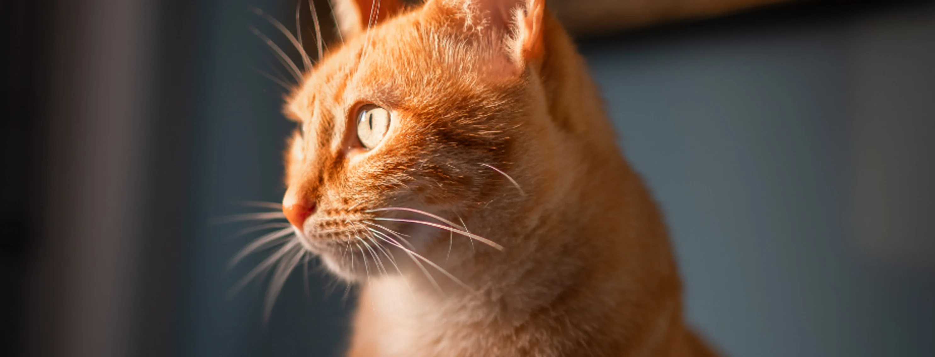 Orange cat with light shining on its face