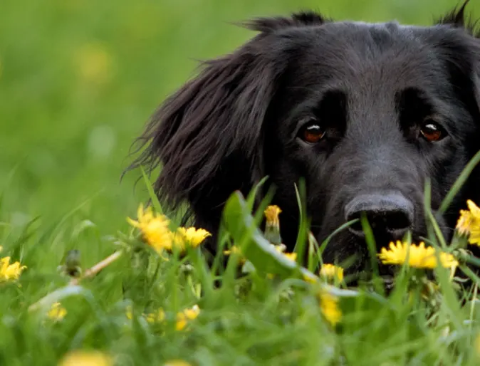 Black dog lying in yellow flowers Black dog lying in yellow flowers