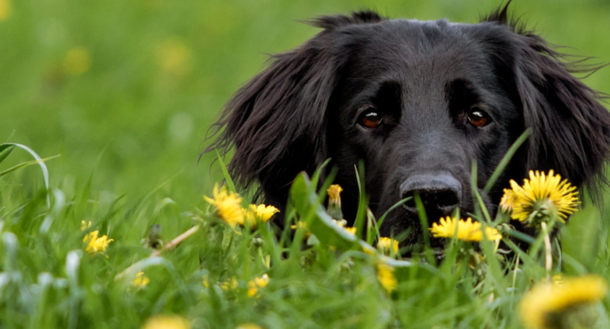 Black dog lying in yellow flowers Black dog lying in yellow flowers