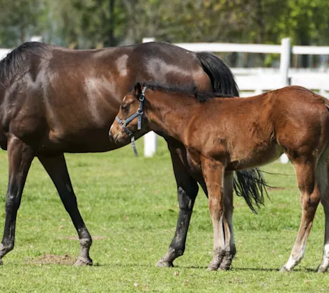 Two Brown Horses Standing on a Grassy Field Two Brown Horses Standing on a Grassy Field
