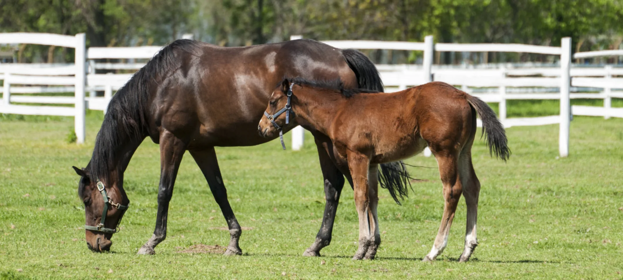 Two Brown Horses Standing on a Grassy Field