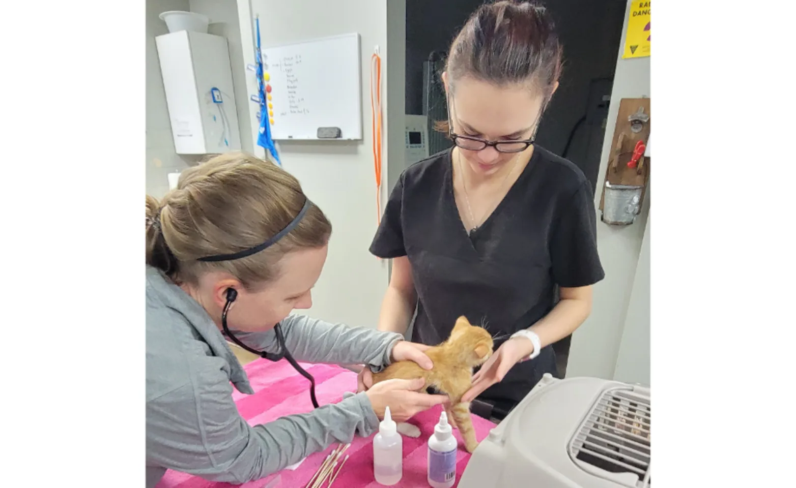 Two Veterinarians Examining an Orange Kitten at Southern Hills Veterinary Hospital