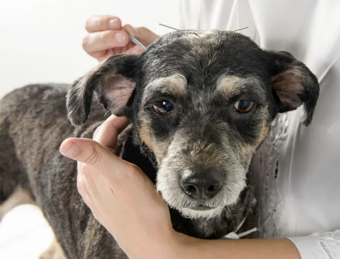 Dog receiving acupuncture