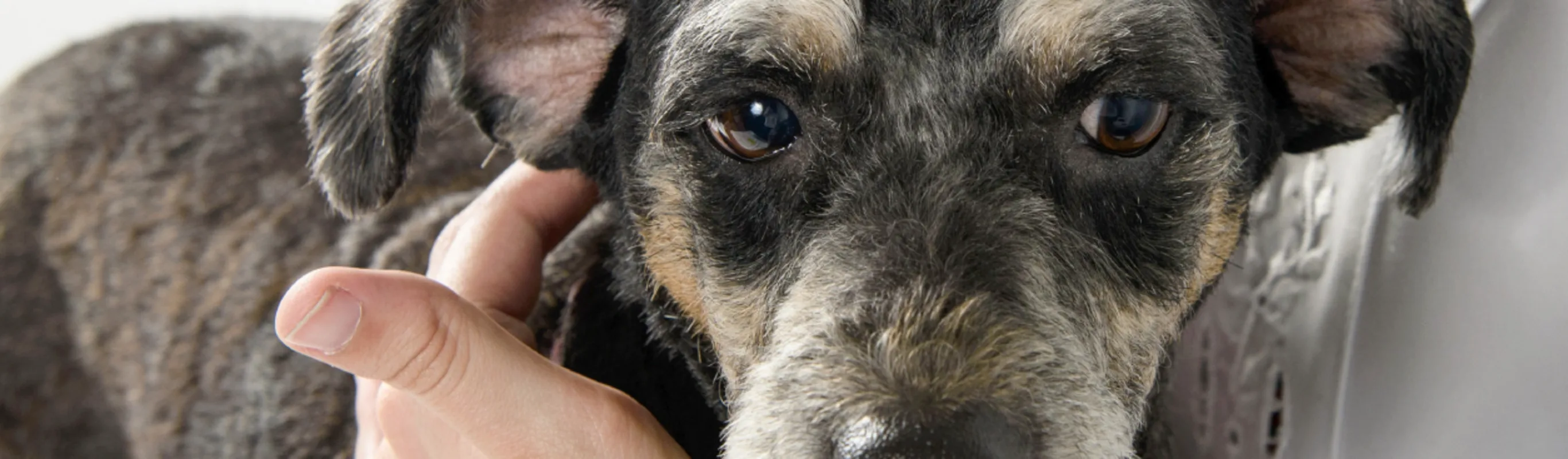 Dog receiving acupuncture