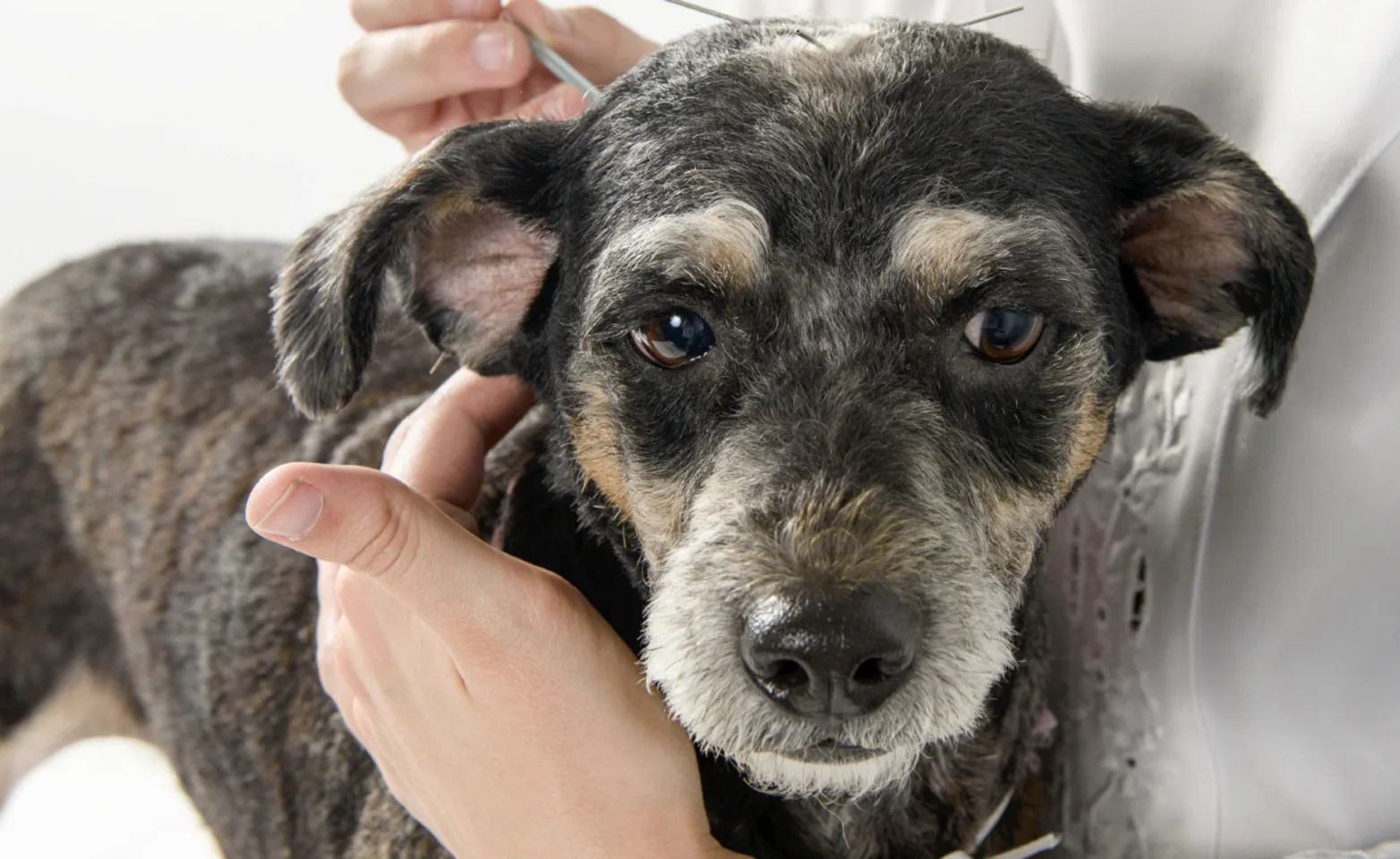 Dog receiving acupuncture Dog receiving acupuncture