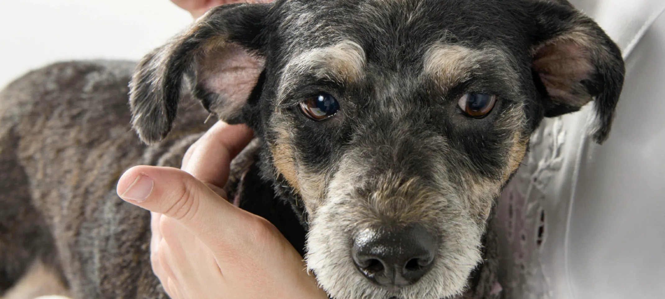 Dog receiving acupuncture