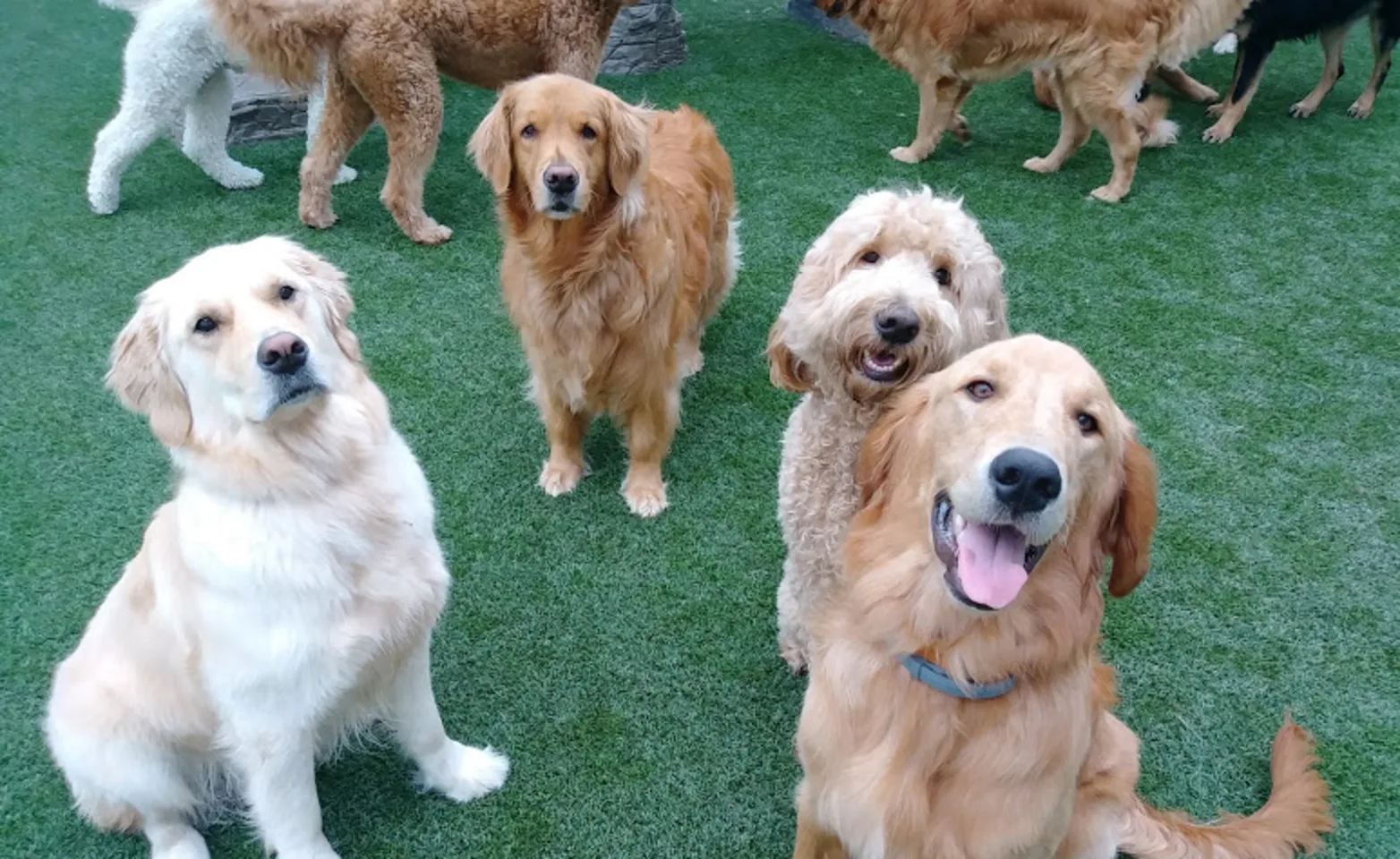 Dogs looking up in play yard Dogs looking up in play yard