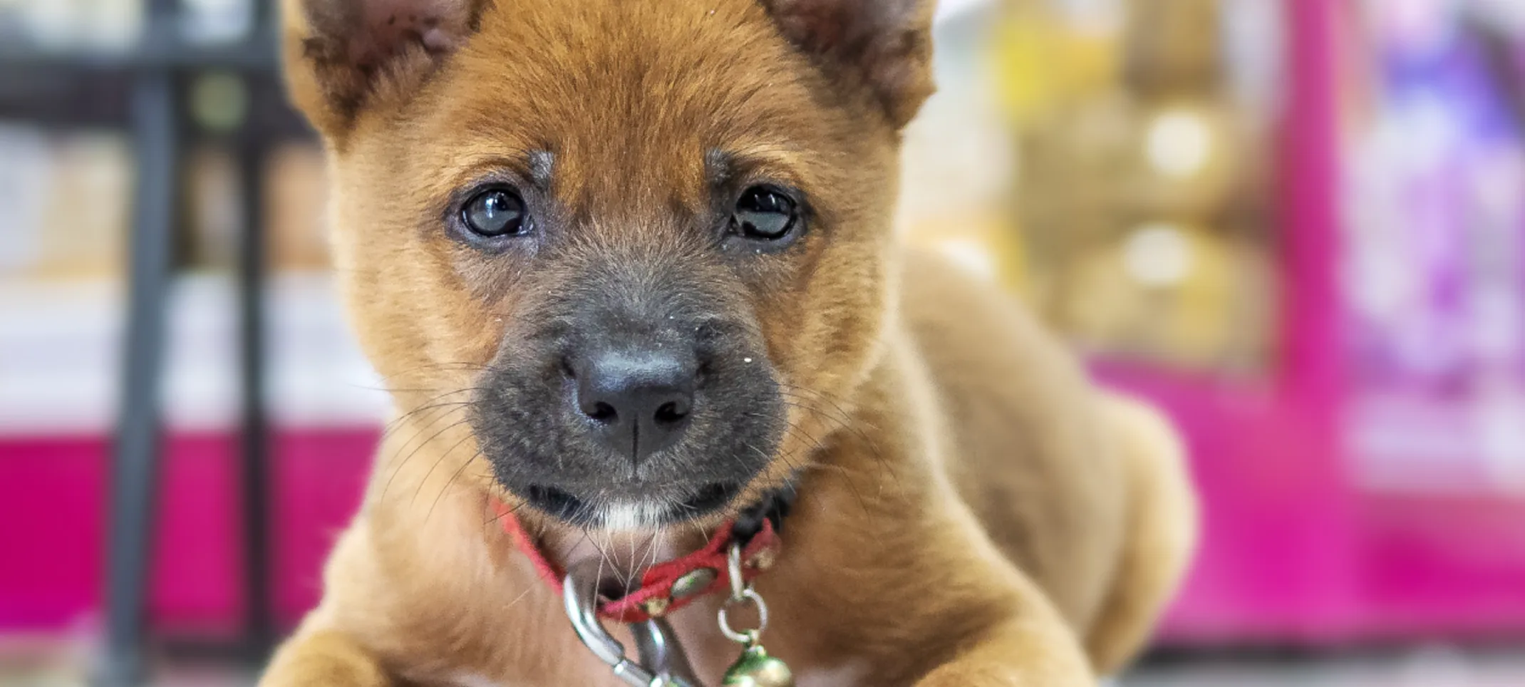 Cute brown puppy is laying down in the middle of an isle at a pharmacy store with their red leash on.