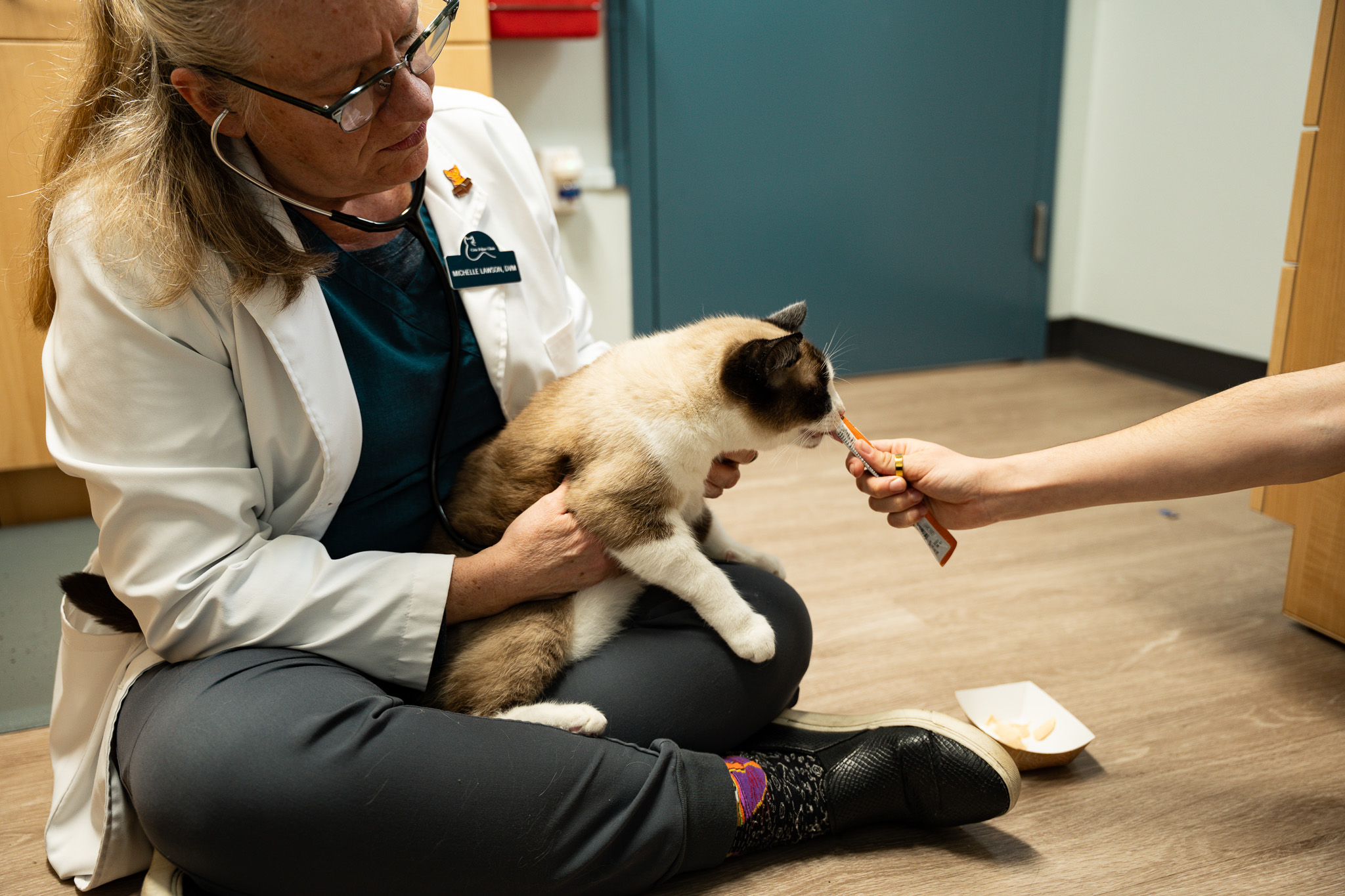 Mochi the cat getting a treat after being examined