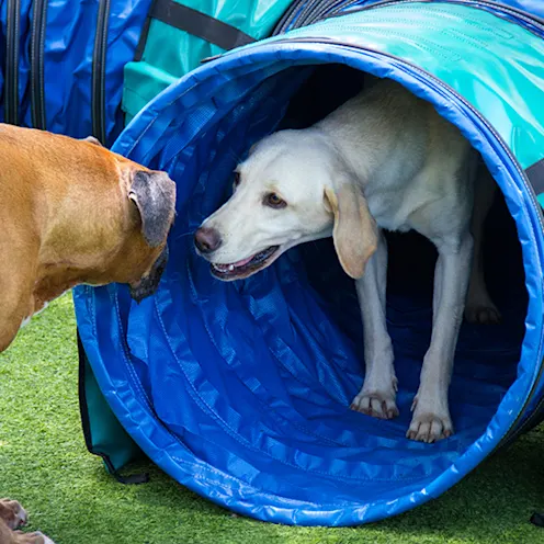 Lauderdale Pet Lodge Play Area Lauderdale Pet Lodge Play Area
