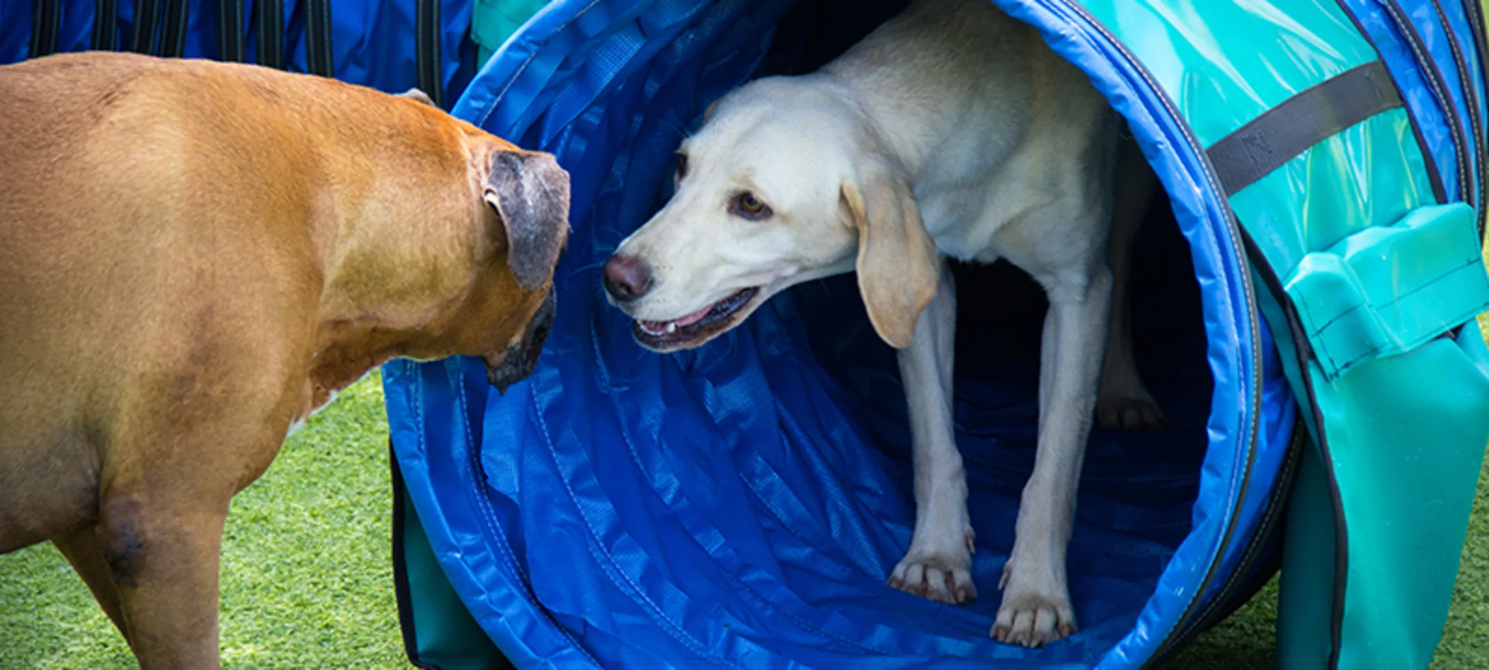 Lauderdale Pet Lodge Play Area Lauderdale Pet Lodge Play Area