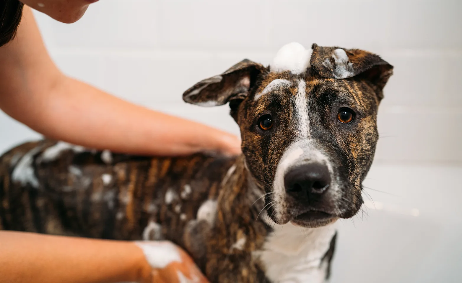 a dog getting a bath