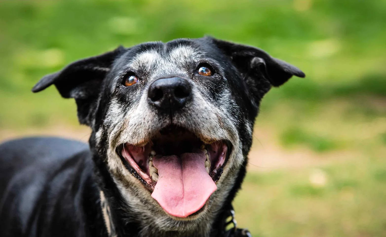 Senior dog smiling outside. Senior dog smiling outside.