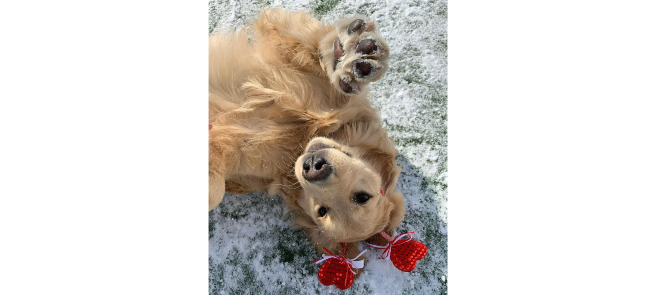 Brown Dog With A Heart Headband Laying On Grass