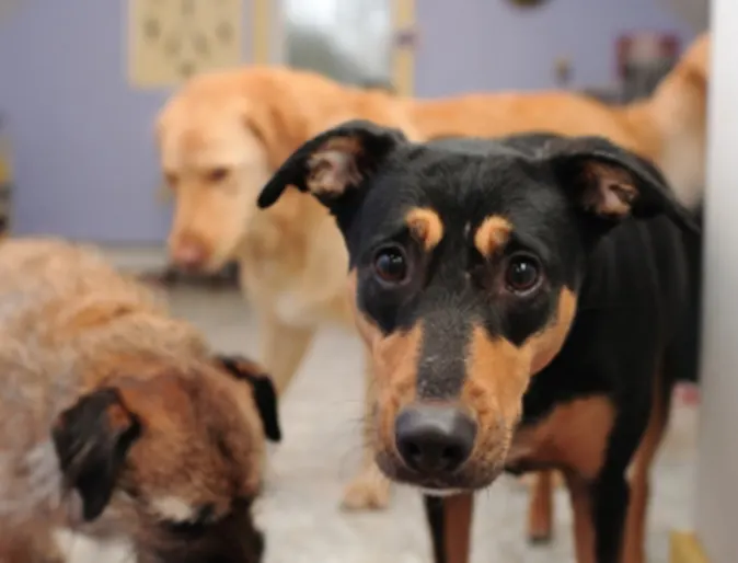 3 Dogs 3 Dogs
