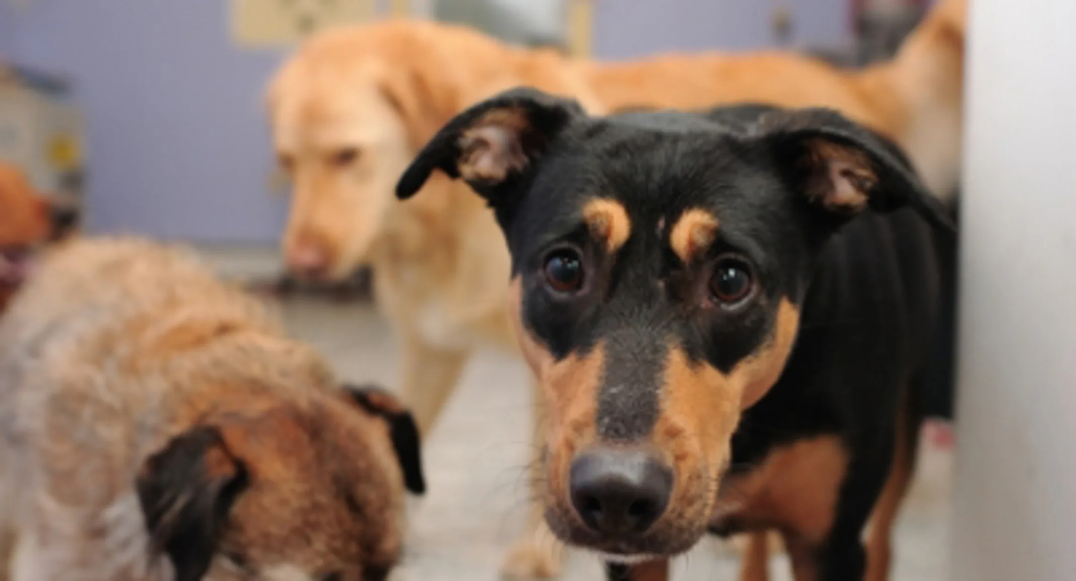 3 Dogs 3 Dogs