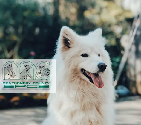 SPCA Logo on happy dog sitting SPCA Logo on happy dog sitting