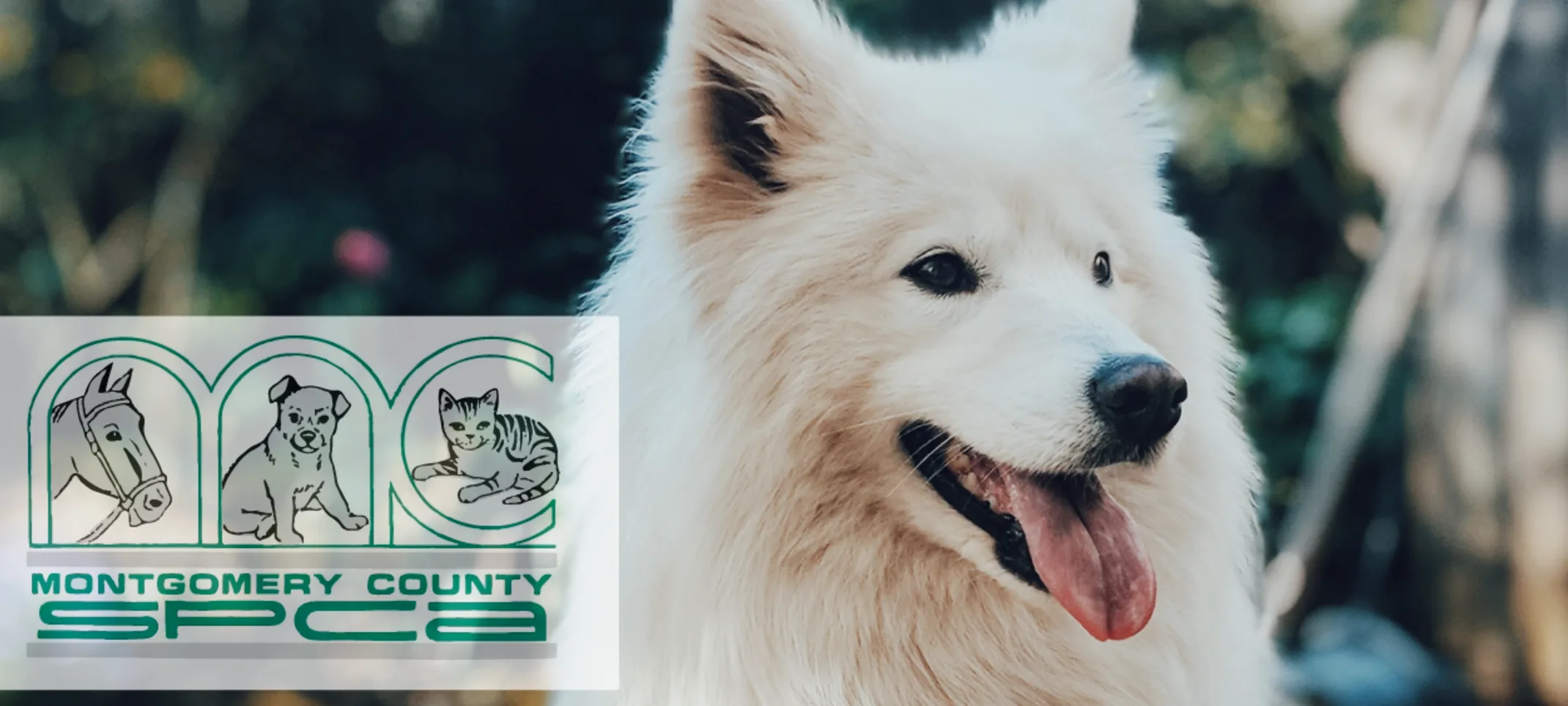 SPCA Logo on happy dog sitting
