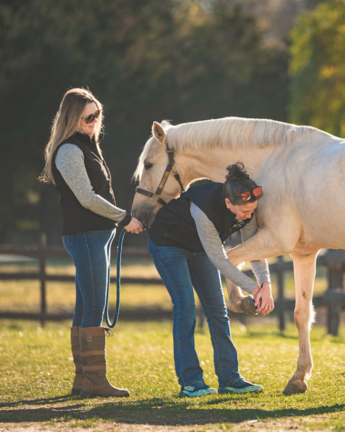 Horseshoe being replaced on equine patient