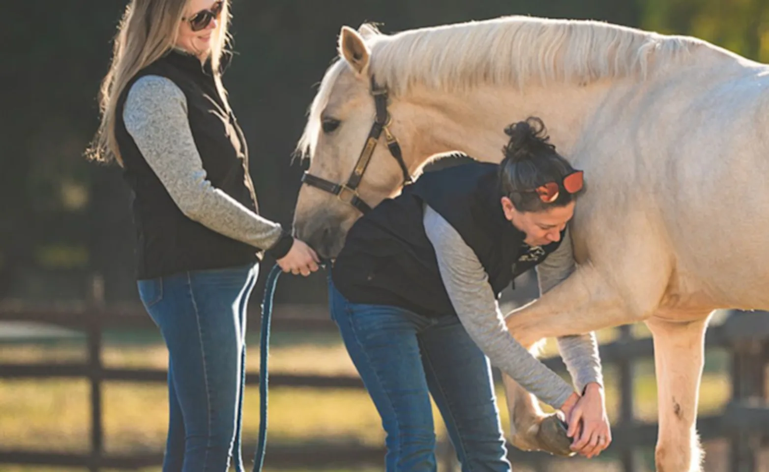 Horseshoe being replaced on equine patient Horseshoe being replaced on equine patient