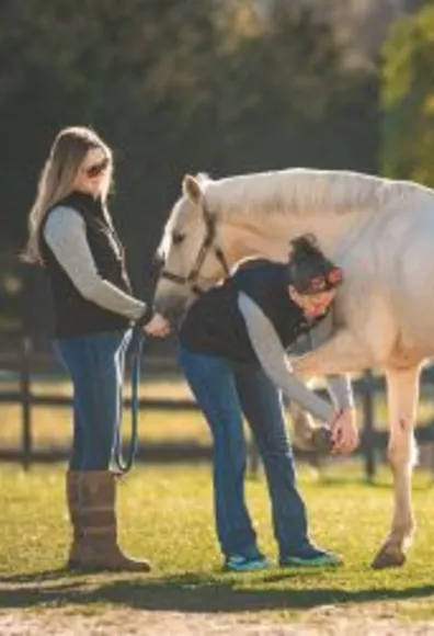 Horseshoe being replaced on equine patient Horseshoe being replaced on equine patient