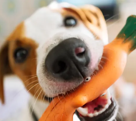 close up of a dog with a carrot toy in its mouth 