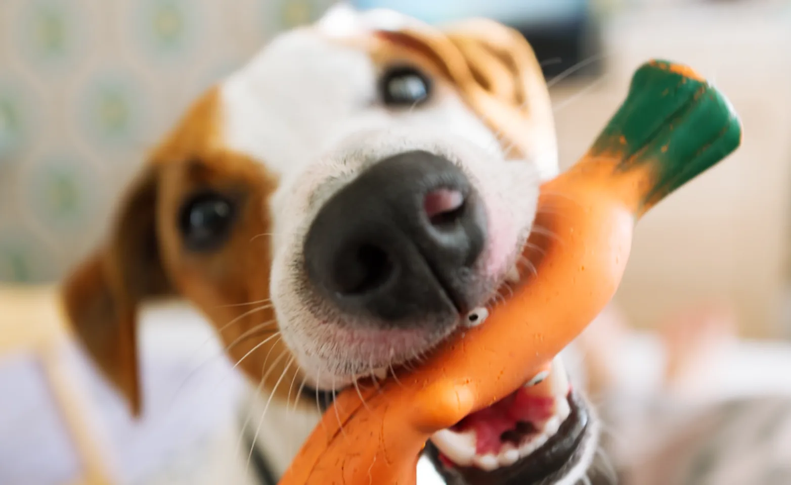 close up of a dog with a carrot toy in its mouth close up of a dog with a carrot toy in its mouth