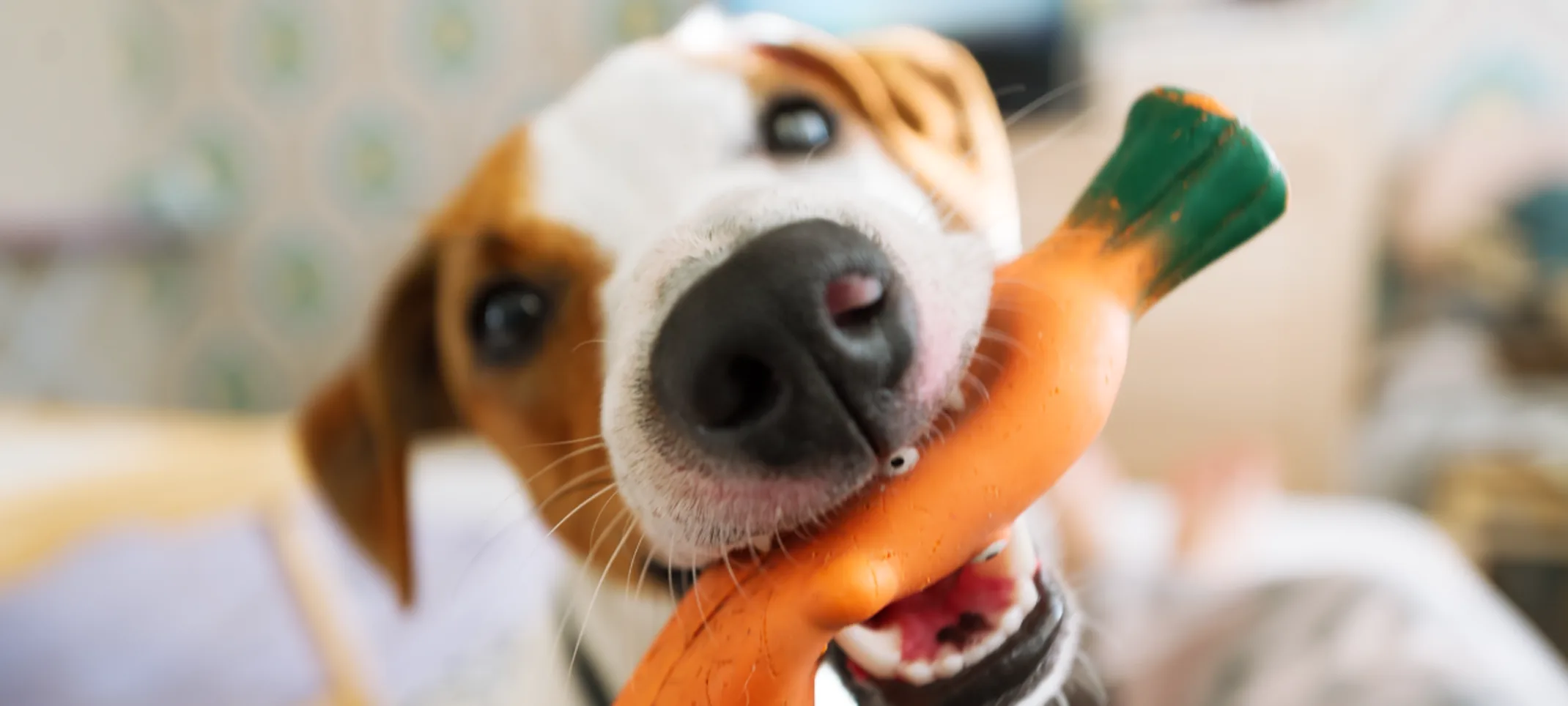 close up of a dog with a carrot toy in its mouth 