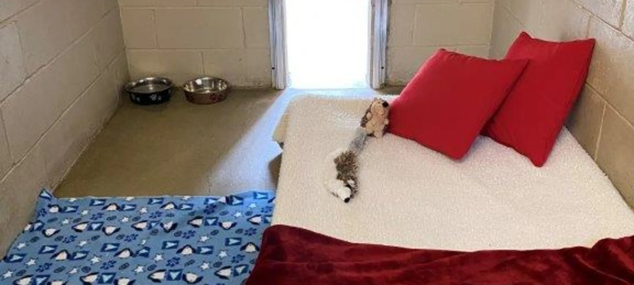 Dog Boarding Room Dog Boarding Room