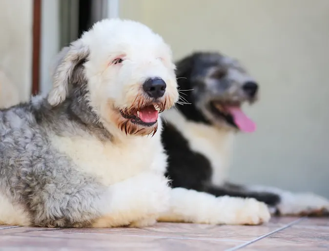 two dogs sitting two dogs sitting