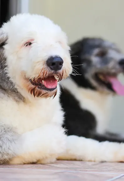 two dogs sitting