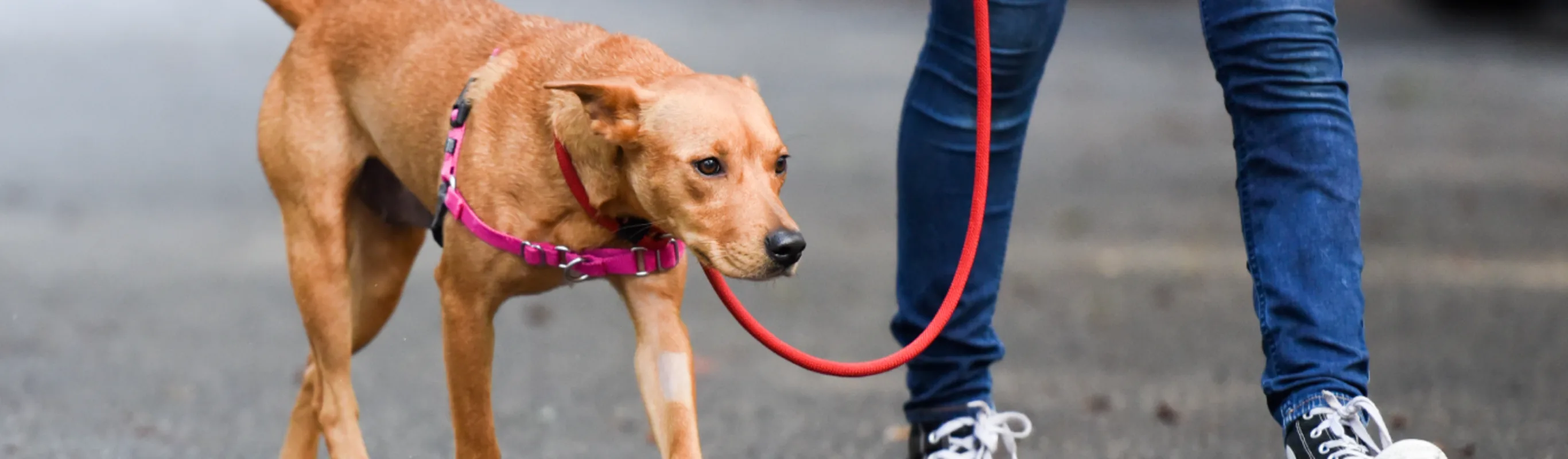 Dog on a walk Dog on a walk