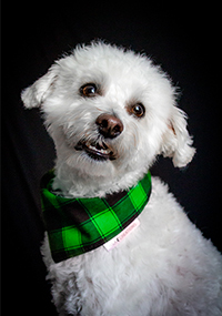 Riggs the white dog with a green & black plaid bandana