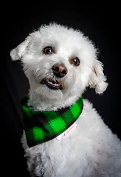 Riggs the white dog with a green & black plaid bandana